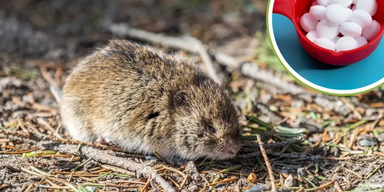 Gryzonie, które możesz spotkać w ogrodzie, jak ten nornik, czasem potrzebują pomocy. W czerwonej miseczce są kulki na krety.