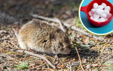 Gryzonie, które możesz spotkać w ogrodzie, jak ten nornik, czasem potrzebują pomocy. W czerwonej miseczce są kulki na krety.