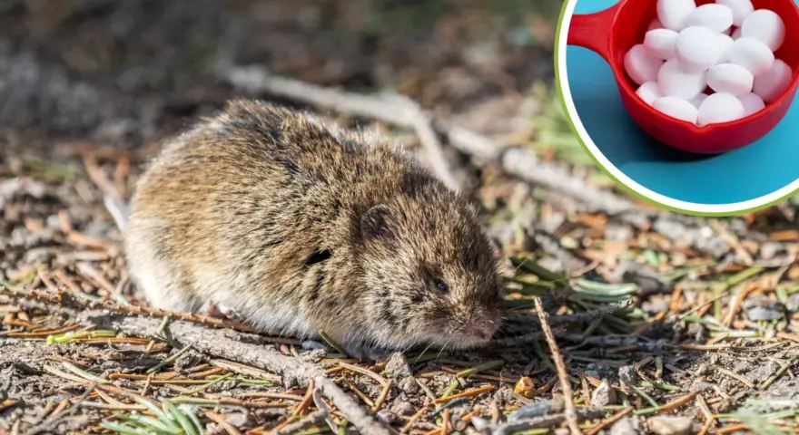 Gryzonie, które możesz spotkać w ogrodzie, jak ten nornik, czasem potrzebują pomocy. W czerwonej miseczce są kulki na krety.